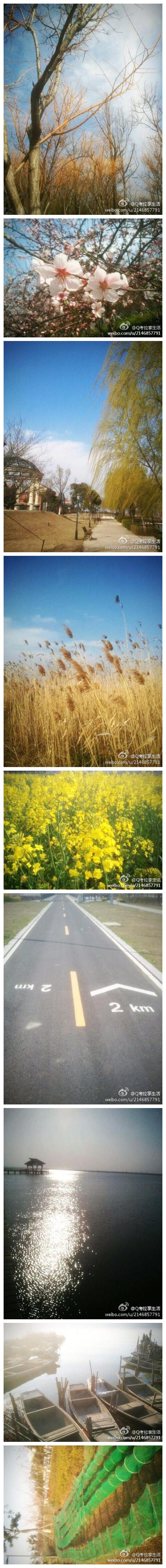 同游阳澄湖畔，沐浴春风，各花开放,杨柳摇曳，夕阳西下,说说笑笑,生活惬意也就如此