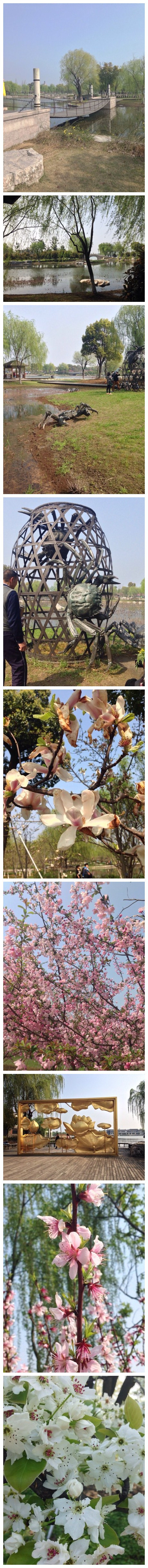 春暖花开，阳澄湖半岛走走