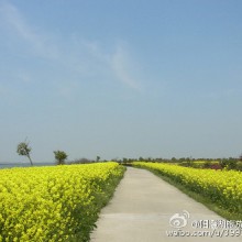 见过武大的樱花节，再来看看阳澄湖的油菜花节一大片一大片的铺张开来，把路都给淹没了。比起薰衣草的浪漫紫海，油菜花海给微凉的初春更添的暖意