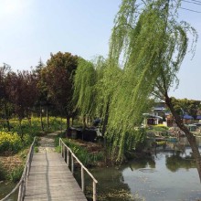 K油菜花開的季節 #阳澄湖核心区莲花岛# 2阳澄湖旅游度假中心