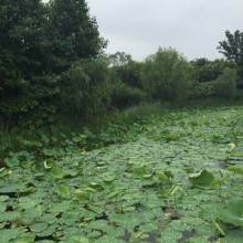 今天有点小郁闷，去阳澄湖淋雨，结果是感冒了…