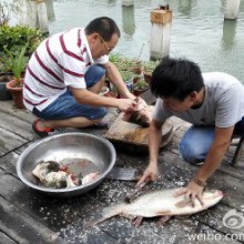 第四次阳澄湖野钓，收获11尾白鲢，跑鱼无数，杀鱼杀的手抽筋，两位操刀手和开油锅做爆鱼的兄弟们辛苦了，还有所有参与及上鱼的兄弟们也辛苦了[good][good][good]