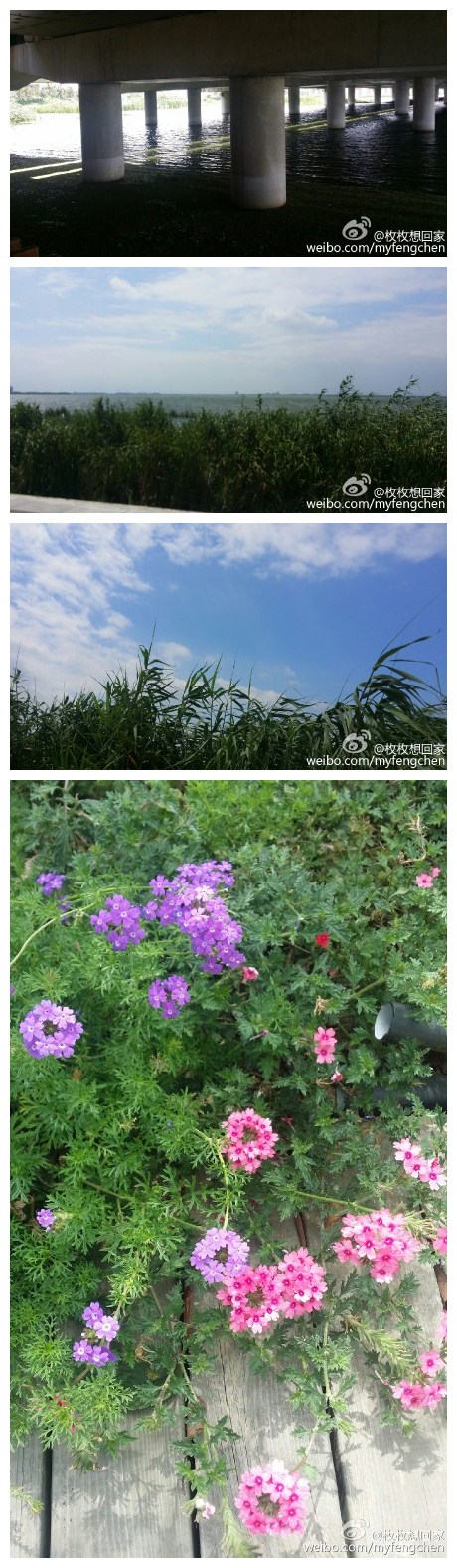 阳澄湖边我喜欢夏花也喜欢秋叶四季怎么这么快