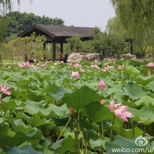 阳澄湖的荷花池