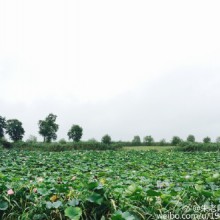 途经美景，8月的阳澄湖畔荷花盛开，下车戏耍，小雨丝丝，化身采荷姑娘挡挡雨…姑苏美，美不胜收[馋嘴]