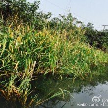 阳澄湖你是秋风摇曳生姿的梦， 清水大闸蟹你是我印证味蕾的梦 。