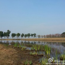 冬日暖阳来探望，湖畔水草忙梳妆，一簇，两簇，嫩绿点金黄------阳澄湖畔