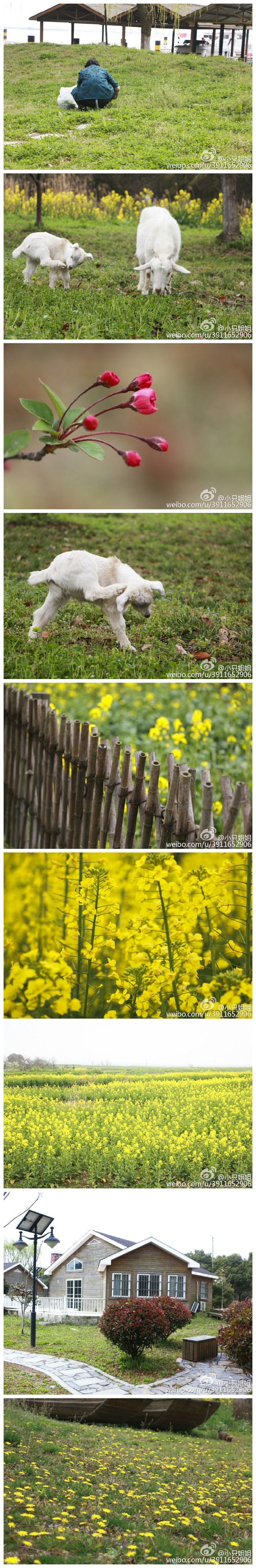 阳澄湖～ 莲花岛 ～美人腿 。三月，油菜花。九月，薰衣草。十月，大闸蟹。[好爱哦]