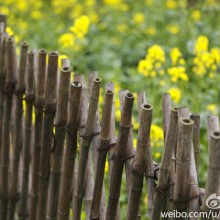 阳澄湖～ 莲花岛 ～美人腿 。三月，油菜花。九月，薰衣草。十月，大闸蟹。[好爱哦]