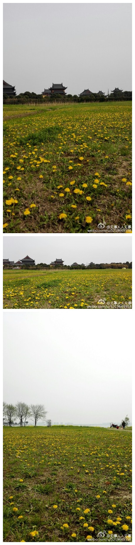 星星点点的蒲公英装点了春天的草地，秋天的草原来到了春天的苏州，阳澄湖畔一样放飞心情！[可爱][笑哈哈]