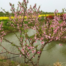 阳澄湖莲花岛