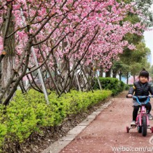 #苏州旅游# 春天的阳澄湖，适合散步更适合骑行。一路繁花盛开，绿草茵茵。春风拂面，落花满地。