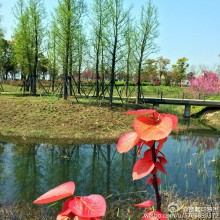 阳澄湖边的绿地一望无际，湖边的自行车道一步一景，骑着车子、听着湖风、嗅着春光，鹅黄、翠绿、嫣红等春的颜色一股脑儿扑入眼帘，走在春天的画卷里，心里也会溢出诗来