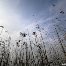 苏州阳澄湖半岛即将消失的小西湖西岸芦苇地  SONY A7 + samyang F2.8/14mm