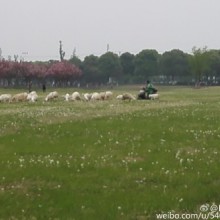 环阳澄湖骑行  大片大片的蒲公英草地 带着咸味与鱼腥味的潮湿湖风 夕阳映照下 再来一段渔舟唱晚 不错的一天