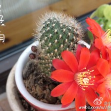 #你好五月#五一这天，天气难得放晴，午后想去下阳澄湖，又说先去沙湖公园看下蔷薇花，不想看了后又在一个非常好的位置坐了好久，后来又绕公园边走边停，看了樱桃，李子，梅子，红色的槐花……直到太阳落山，阳澄湖