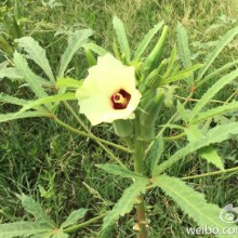 阳澄湖半岛 乡村野趣（秋葵花） 地点：昆山·巴城镇