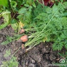 阳澄湖的菜园子，劳动与收获[鲜花]