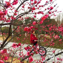 这个周日天气晴好，去阳澄湖半岛赏梅正当时，顺道去重元寺吃一碗素面……