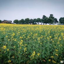 阳澄湖，莲花岛，处处充满了春天的味道 ​