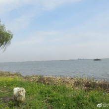 再次来到“美人腿”，这次是在嘴巷浜一带，欣赏阳澄湖美景，我曾经写过《藏在心中的阳澄湖》一文，比之太湖，那里更给我一种亲近感，因为我曾在小时候生活在她的附近，耳染目濡过她的故事。当我在村里悠逛时，又真切