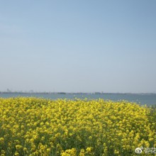 阳澄湖油菜花海@苏州市旅游局 @阳澄湖半岛旅游度假区 ​