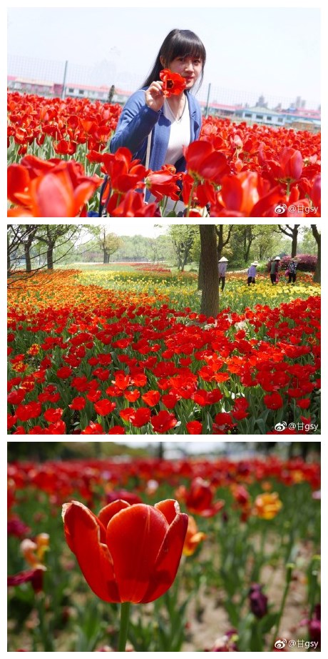 巴解园郁金香节，来得有点晚了，花快凋谢了～ ​