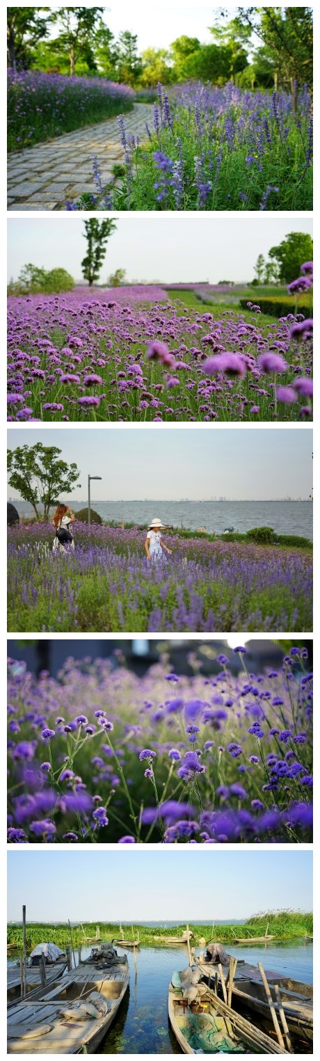 阳澄湖畔（商旅酒店东南侧）柳叶马鞭草&鼠尾草&迷迭香 ​