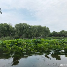 周末的阳澄湖畔，下图这位嫌弃我没停好小黄车的在公园守猪待，希望有天他发现我微博的时候还是我的中国好哥哥。