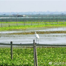 #诗画半岛#花开红树乱莺啼，阳澄湖畔白鹭飞。又到了最佳观赏时节，希望今年阳澄湖半岛的精灵也能在半岛游客的镜头下留下美丽的倩影