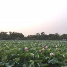 接天莲叶无穷碧， 映日荷花别样红。7 月流火最苏州，阳澄湖，不一样的荷塘。