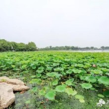 #家在苏州#【莲池湖公园赏荷】莲池湖公园，位于阳澄湖国际休闲度假区——阳澄湖半岛。光这名字，就让人遐想无限，大片池水，接天莲叶，满目清雅，夏意浓浓。公园与重元寺仅一路之隔，或许是重元梵音在潜移默化中的