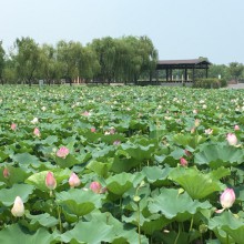 阳澄湖半岛莲花池公园 ​​​​