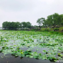 走基层 看变化 聚力量[拳头] 第二站 阳澄湖半岛·康体小镇[鲜花]